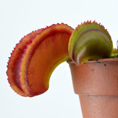 Dionaea muscipula Fused Sawtooth