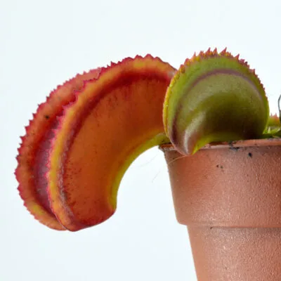 Dionaea muscipula "Fused Sawtooth"