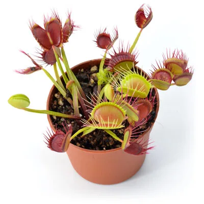 Dionaea muscipula "Fused Tooth China"