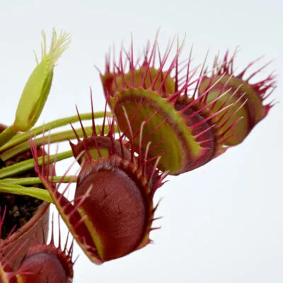 Dionaea muscipula "Fused Tooth China"