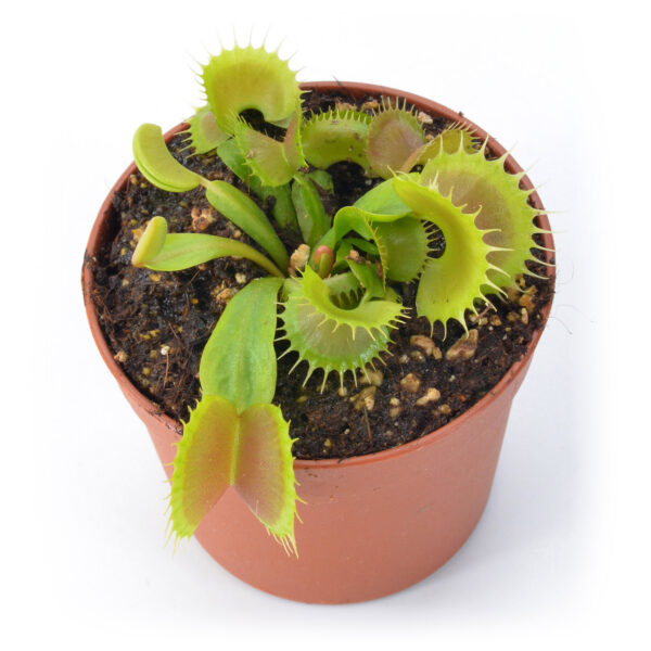 Dionaea muscipula "Bloody Nurse"
