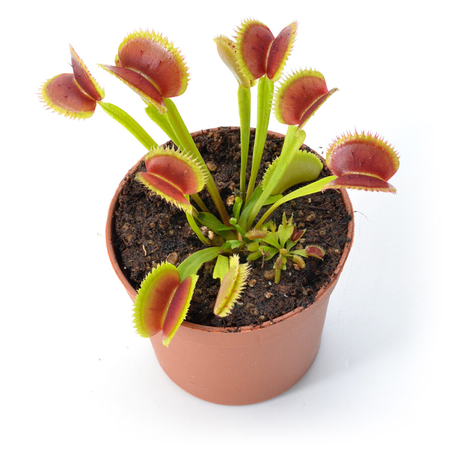 Dionaea muscipula "Ghost Hill"