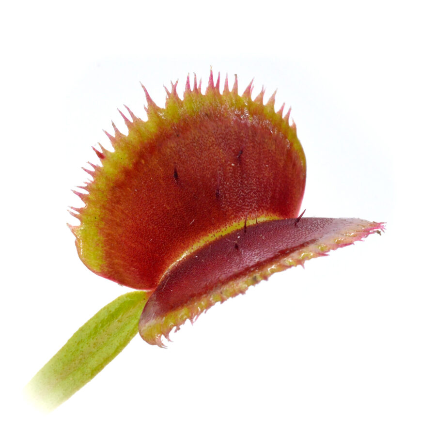 Dionaea muscipula "Ghost Hill"