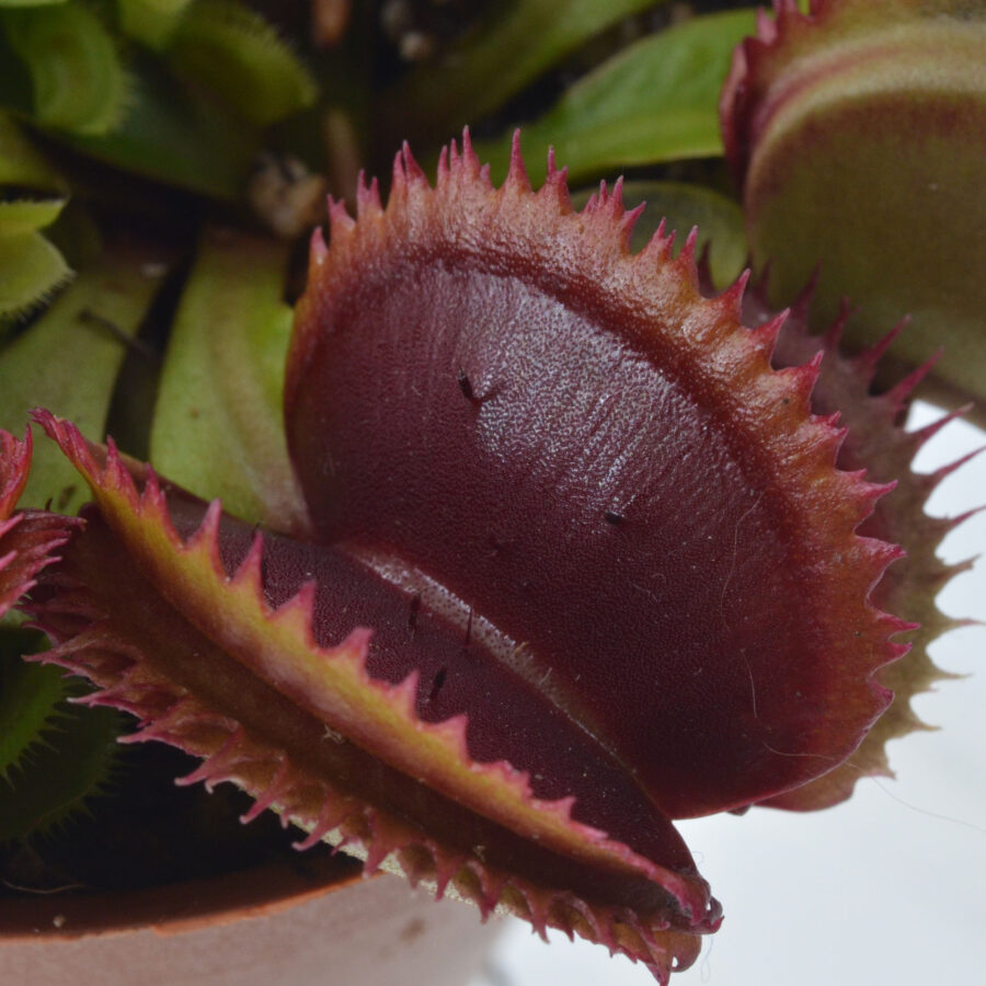 Dionaea muscipula "Ghost Hill"