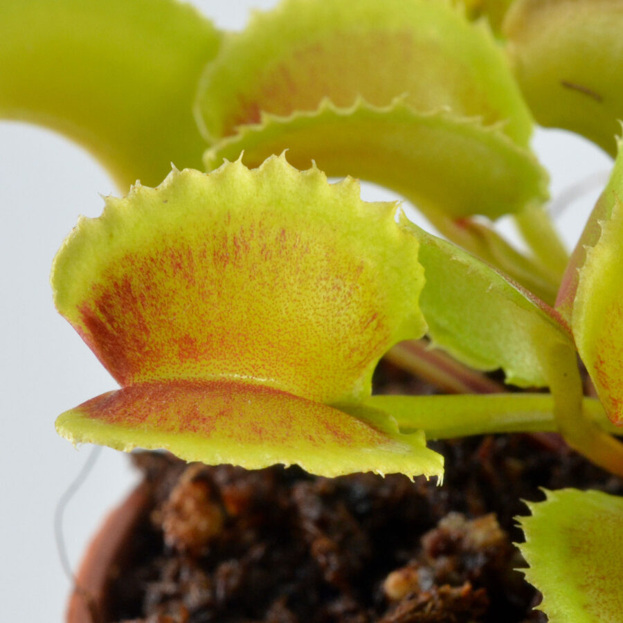 Dionaea muscipula Gigolò