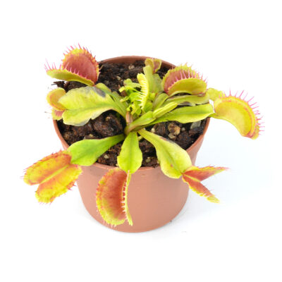Dionaea Muscipula "Harlequin Destruction"