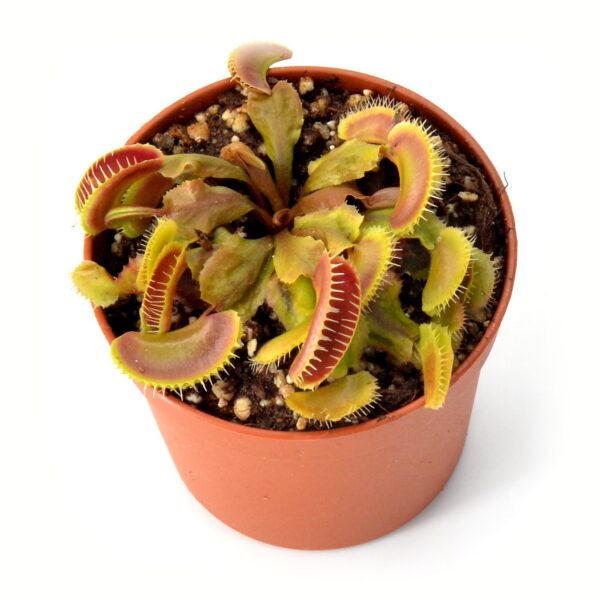 Dionaea muscipula "Hellcat"