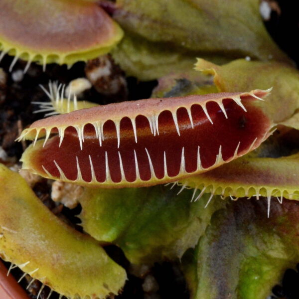 Dionaea muscipula "GJ Hellcat"