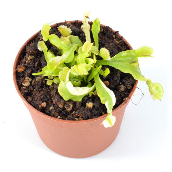 Dionaea muscipula "Matcha Latte" -small-