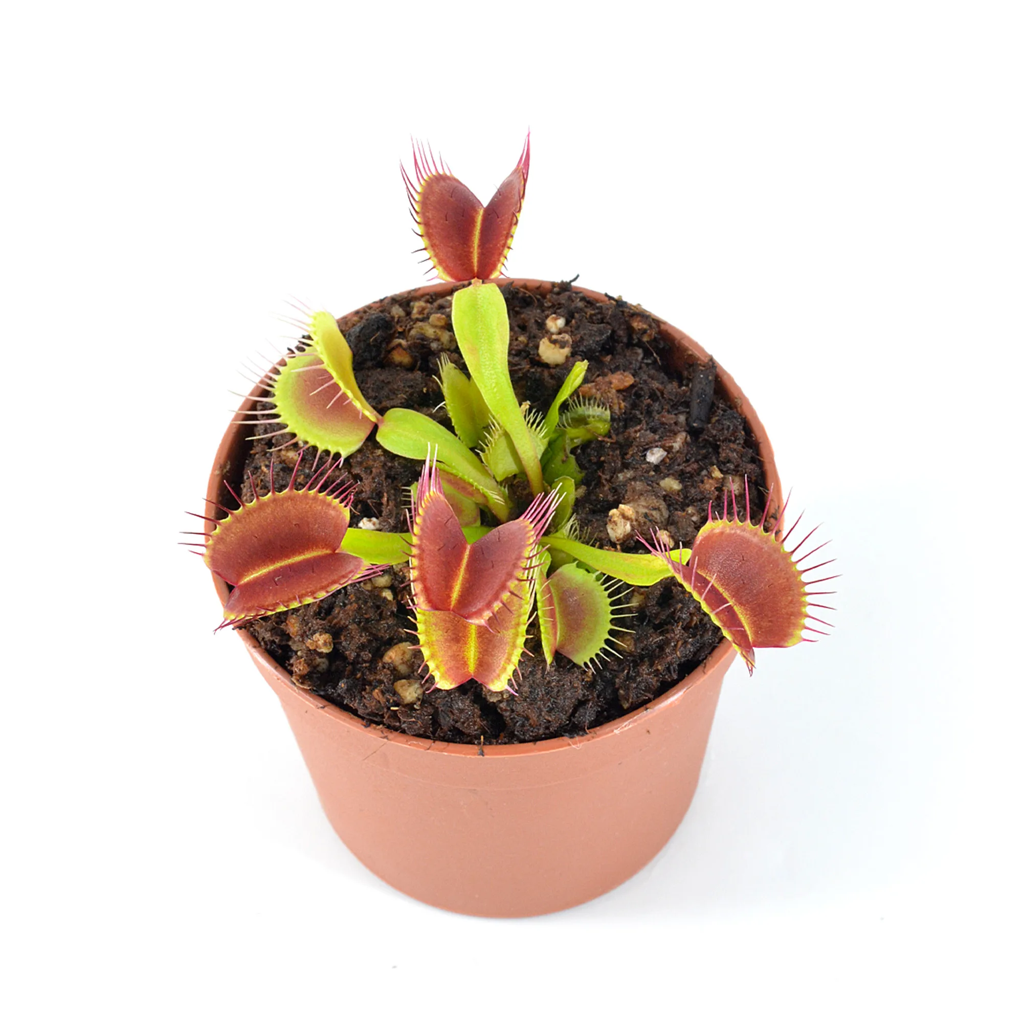 Dionaea muscipula Mad Snappy