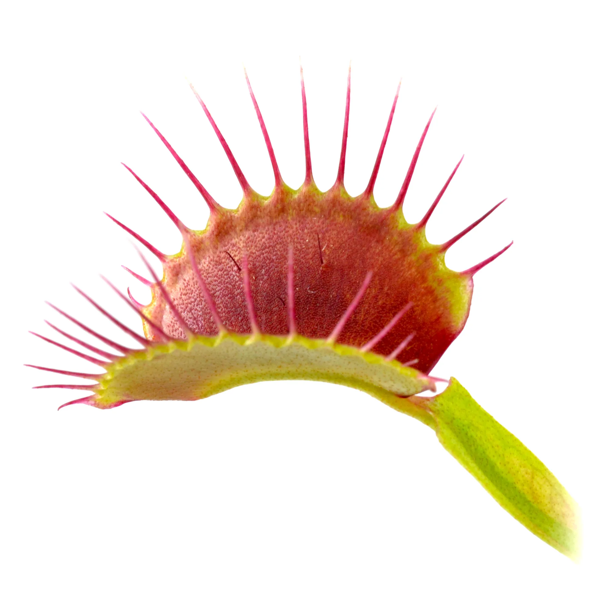 Dionaea muscipula Mad Snappy