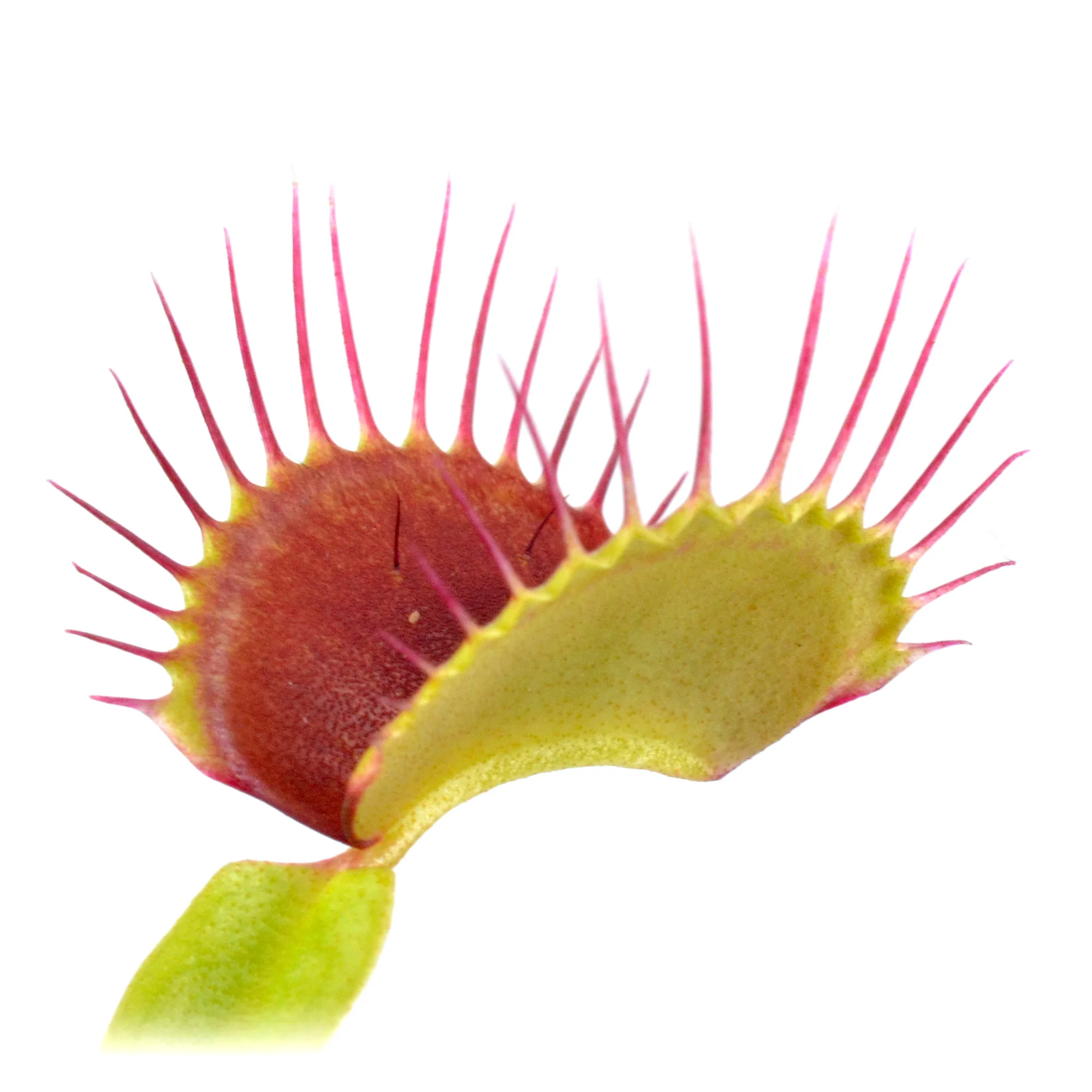 Dionaea muscipula Mad Snappy