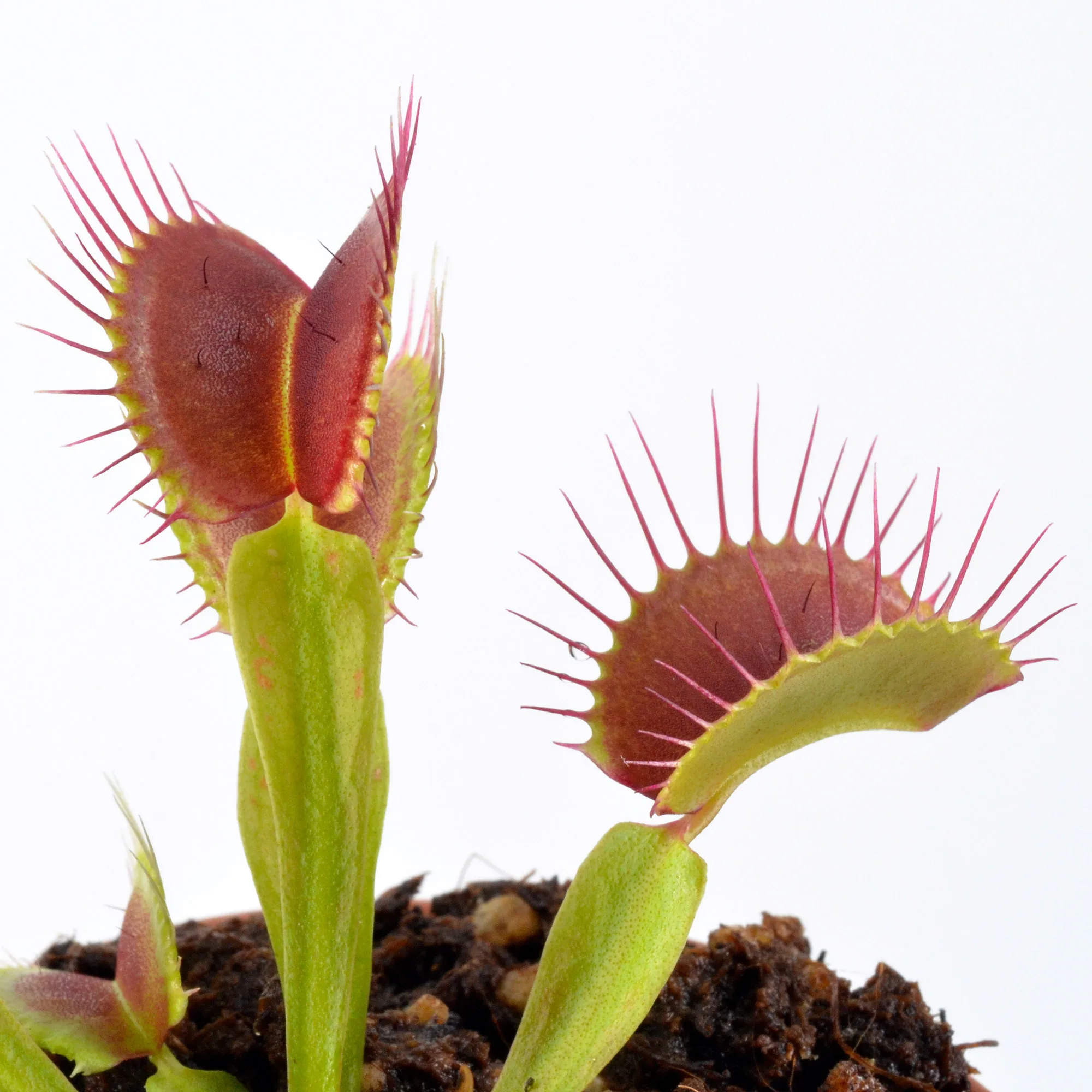 Dionaea muscipula Mad Snappy