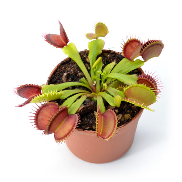 Dionaea muscipula "Majesty"