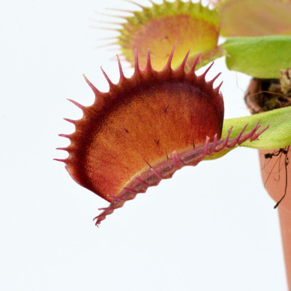 Dionaea muscipula "Majesty"