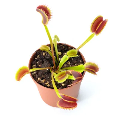 Dionaea muscipula Marthas Lips