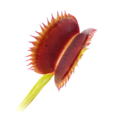 Dionaea muscipula Marthas Lips