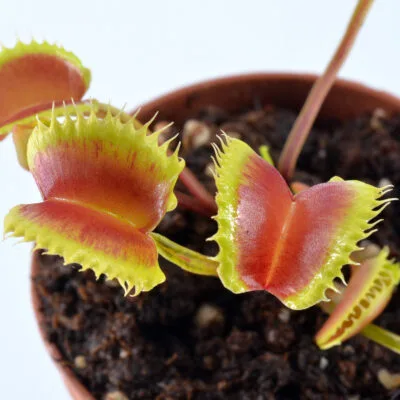 Dionaea muscipula Mormo