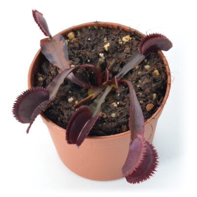 Dionaea muscipula Mr Black