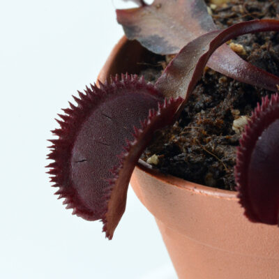 Dionaea muscipula Mr Black