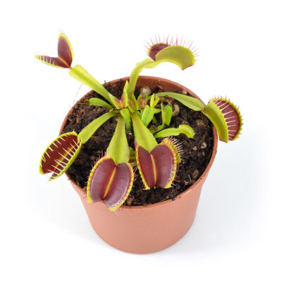 Dionaea muscipula Nosferatu