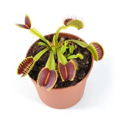 Dionaea muscipula "Nosferatu"