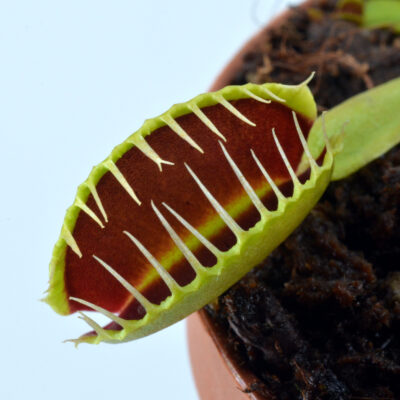Dionaea muscipula Nosferatu