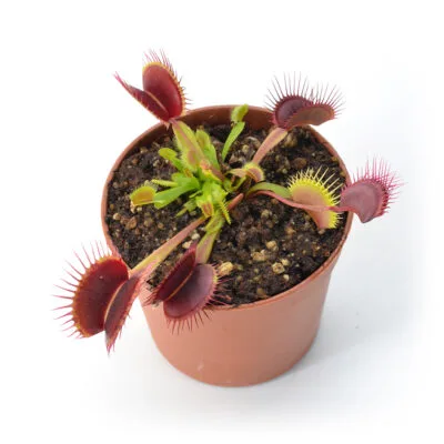 Dionaea muscipula "Perfect Teeth"