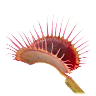 Dionaea muscipula "Perfect Teeth"