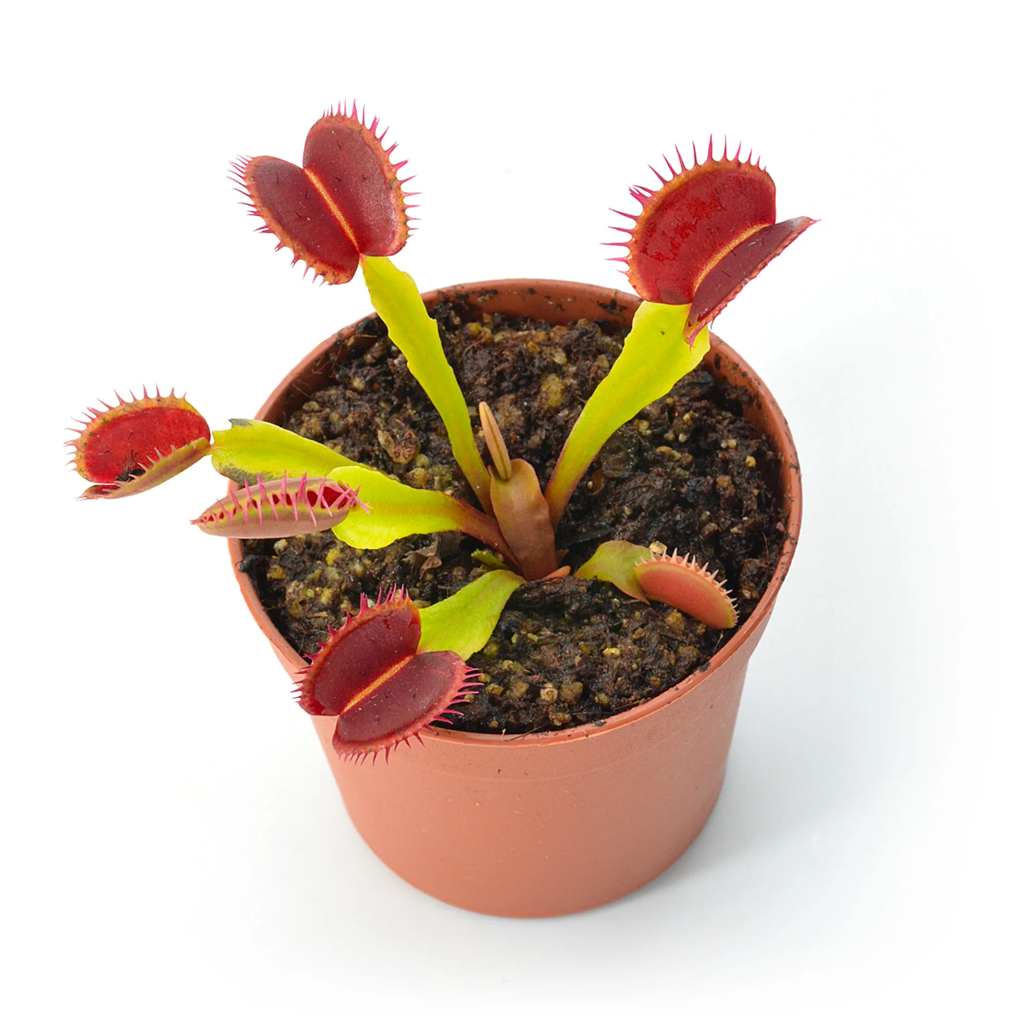 Dionaea muscipula "Predator" – Image 2