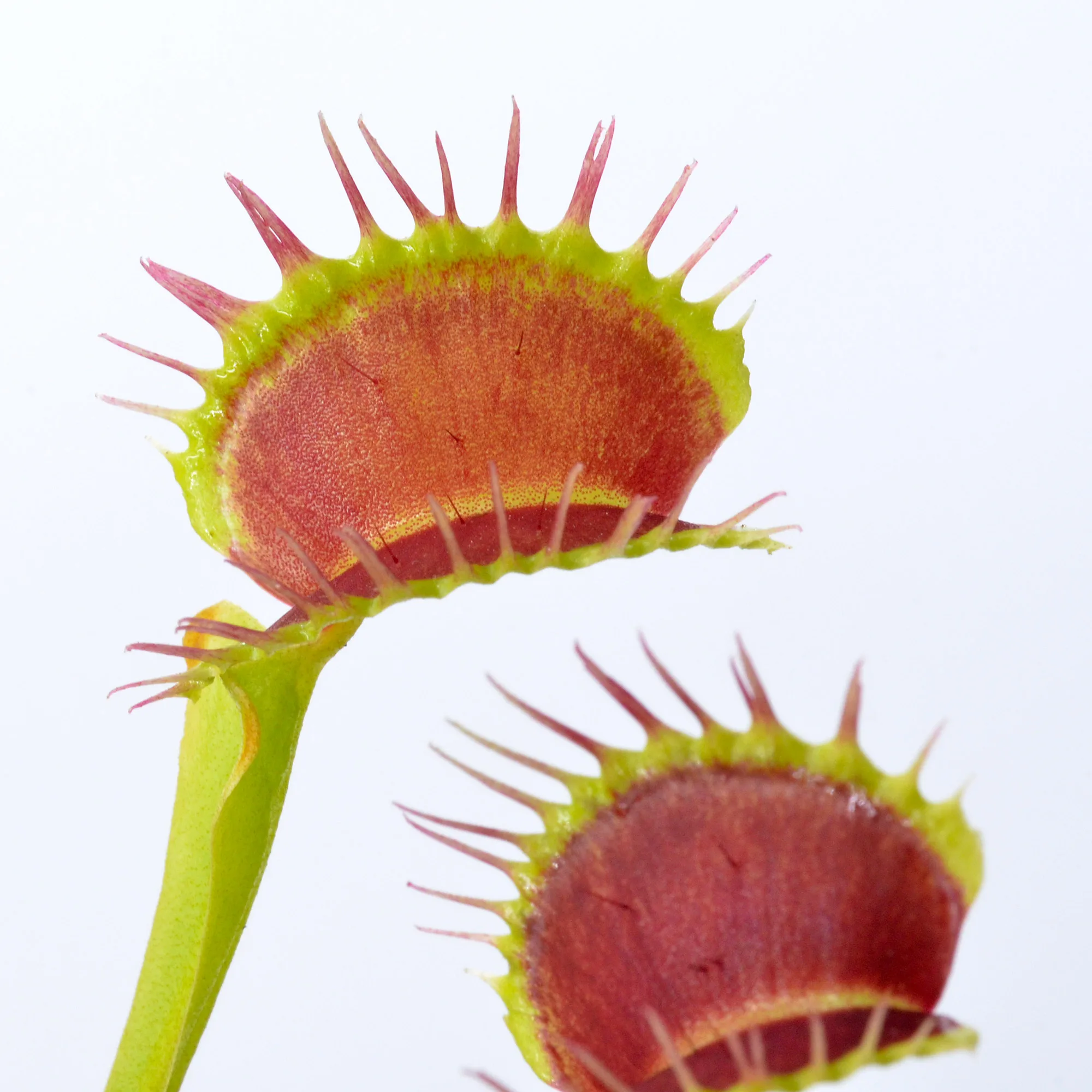 Dionaea muscipula "Predator" – Image 3