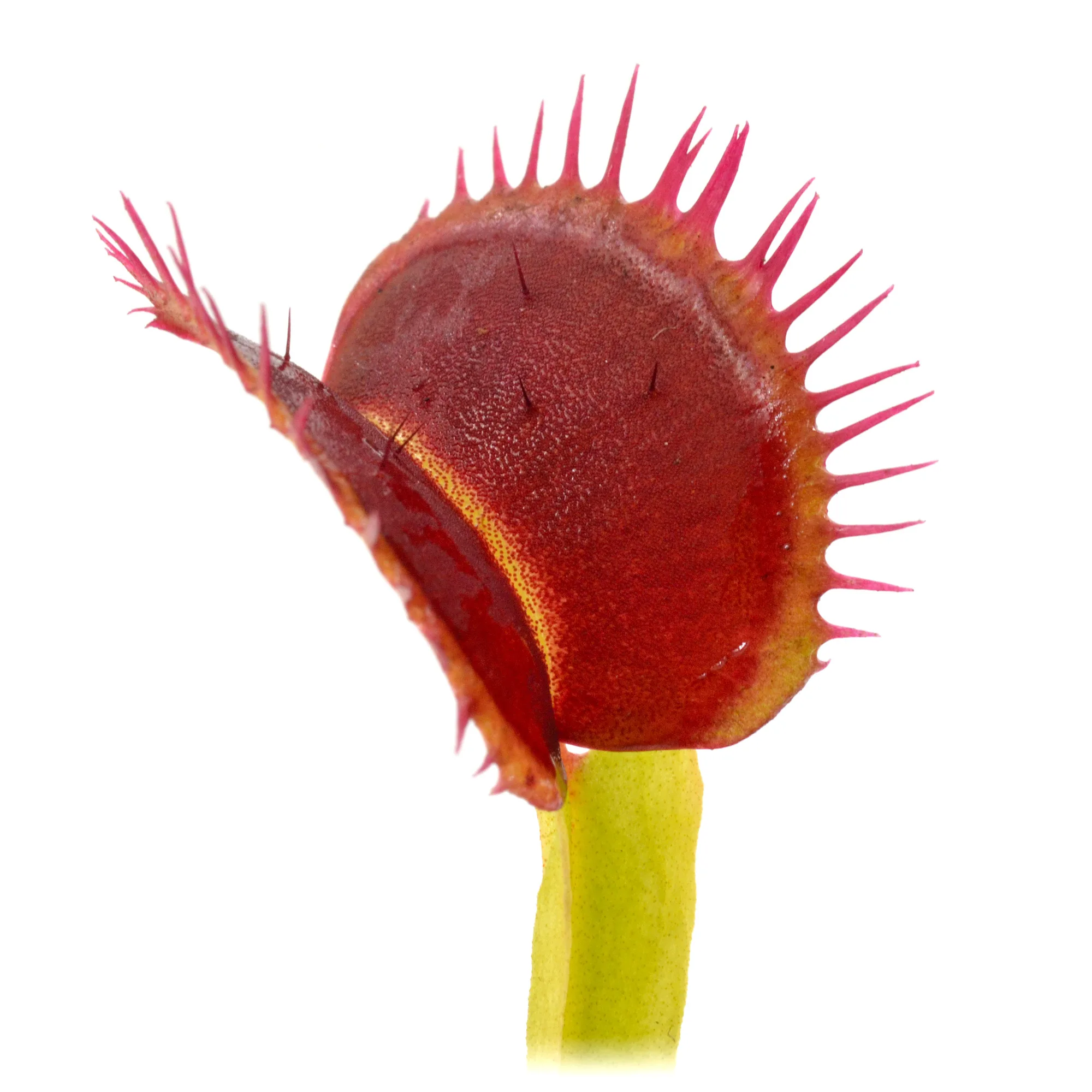 Dionaea muscipula "Predator"