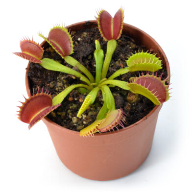 Dionaea muscipula "Raptor"