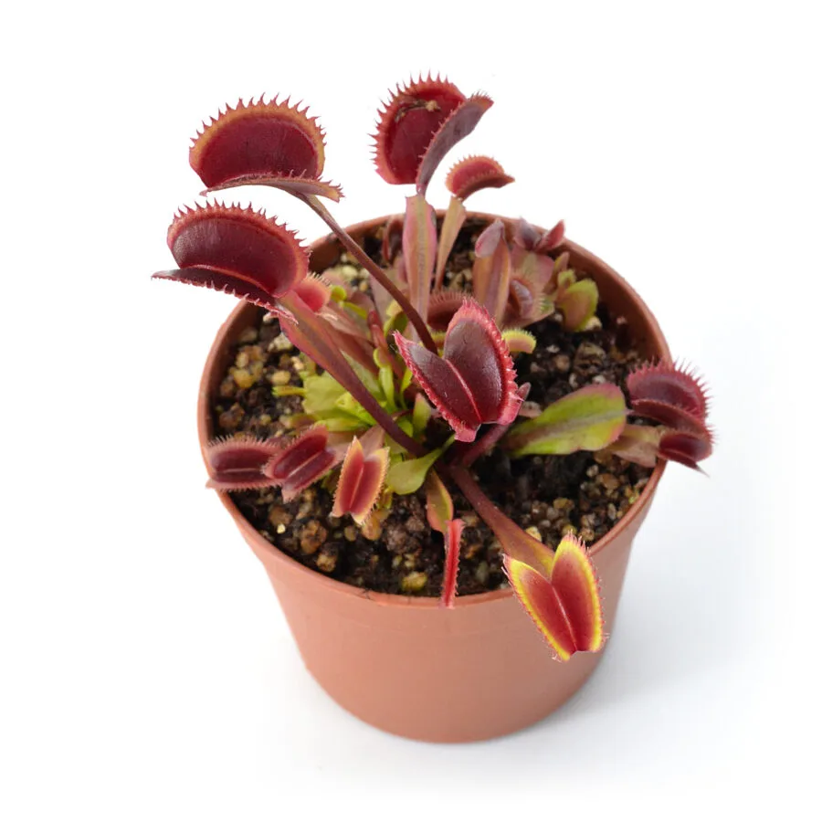 Dionaea muscipula "Red Dentate"