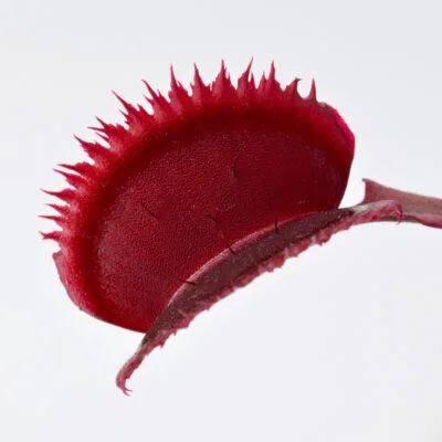 Dionaea muscipula "Red Dentate"