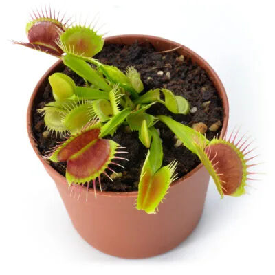 Dionaea muscipula "Reptile"