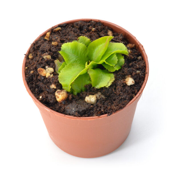 Dionaea muscipula "Rose"