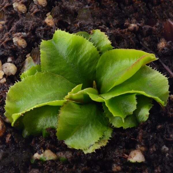 Dionaea muscipula Rose