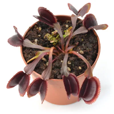 Dionaea muscipula “SL028”