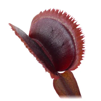 Dionaea muscipula “SL028”