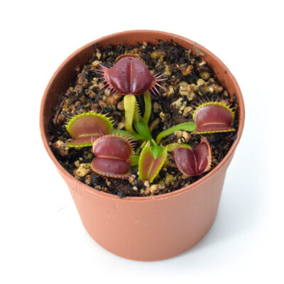 Dionaea muscipula "Smash"