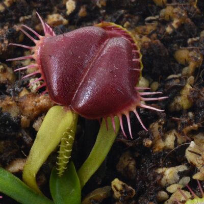 Dionaea muscipula "Smash"