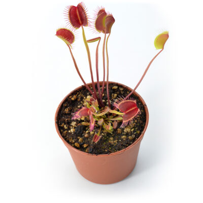 Dionaea muscipula "Switzerland Giant"