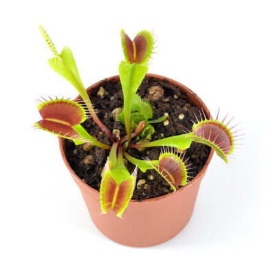 Dionaea muscipula Titanium