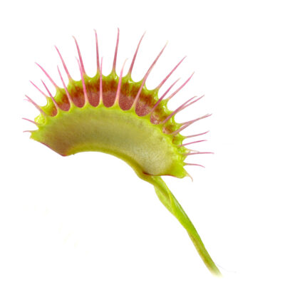 Dionaea muscipula Titanium