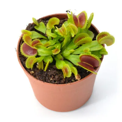Dionaea muscipula "Toothless"