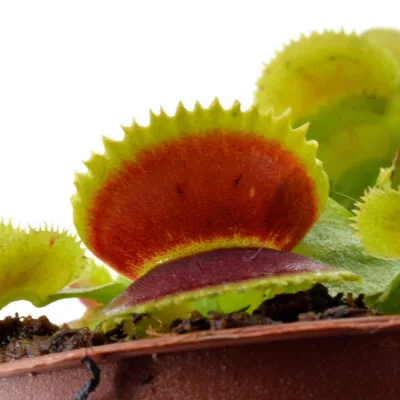 Dionaea muscipula "Toothless"