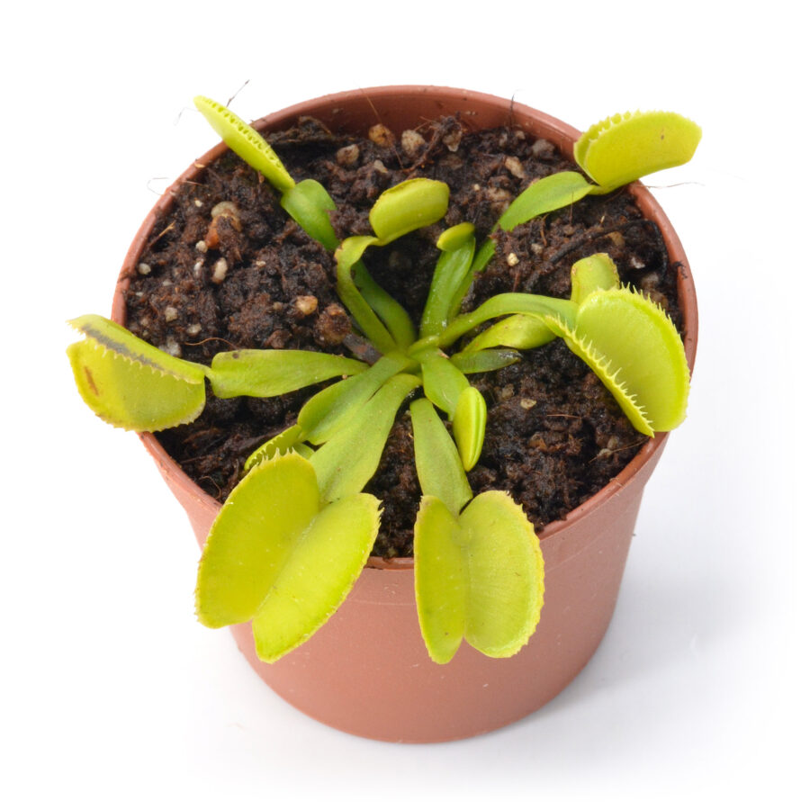 Dionaea muscipula "Touraco"