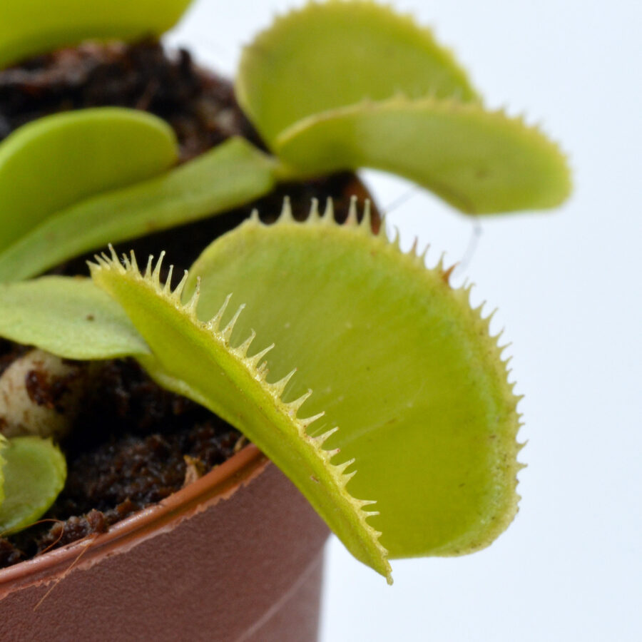 is a huge green micro-toothed Venus flytrap, very vigorous and fast growing. Traps are large and totally green, surrounded by micro teeth curved inwards. The leaves are large, bright green with a prostrate growth.