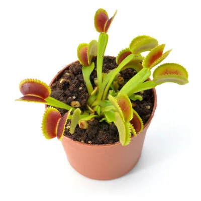 Dionaea muscipula "Trident"